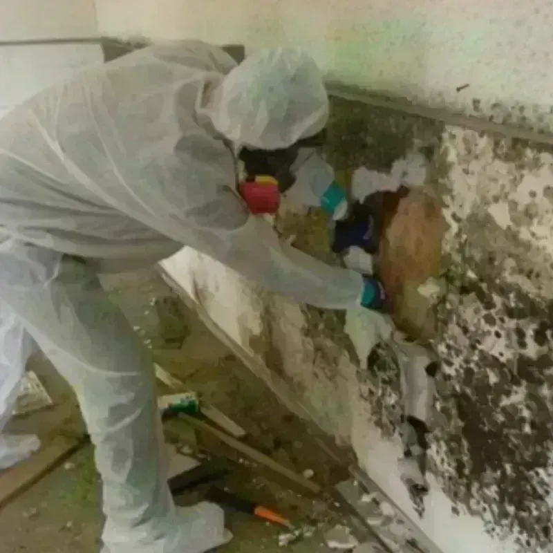 Mold Remediation and Removal in Riverton, WA